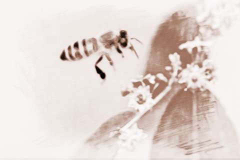 梦见蜜蜂产蜜　周公解梦之梦到蜜蜂产蜜
 是什么征兆？